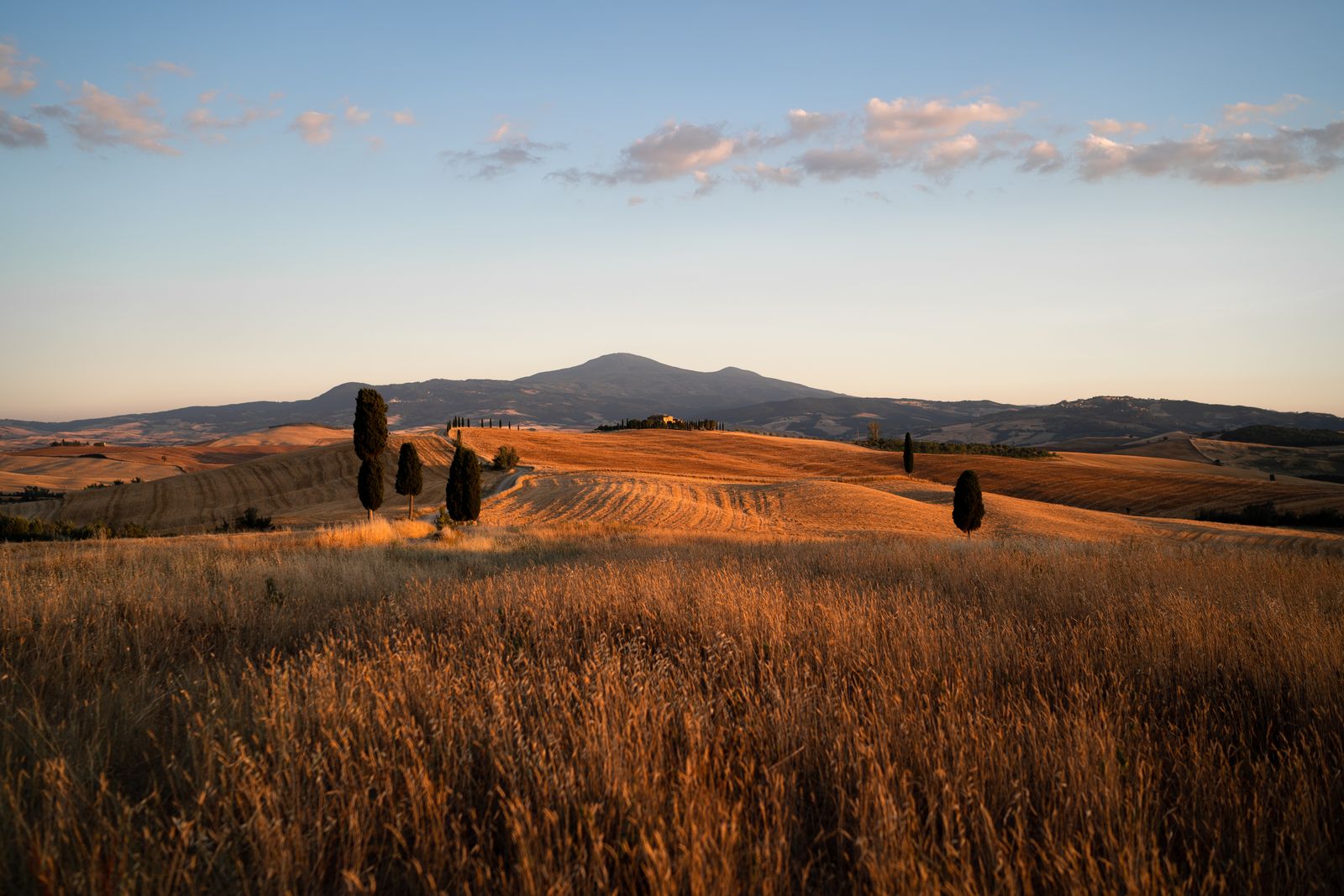 Rolling golden rural fields under a clear sky in the Tuscan countryside