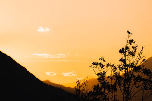бесплатная Бесплатное стоковое фото с восход, деревья, закат Стоковое фото