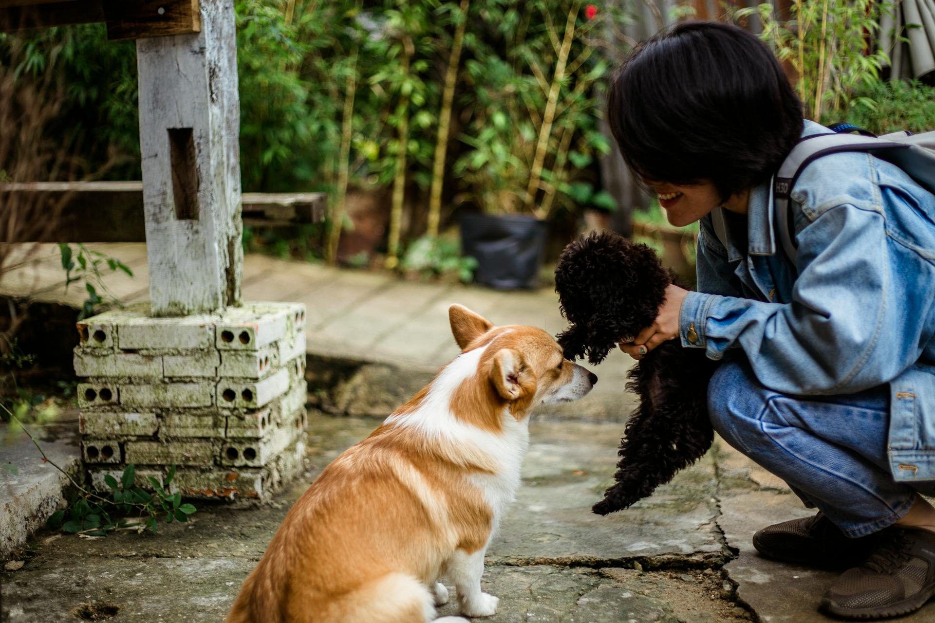 Woman Squatting Near a White and Brown Dog