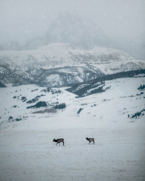 Free Elks in Snow in Winter Stock Photo