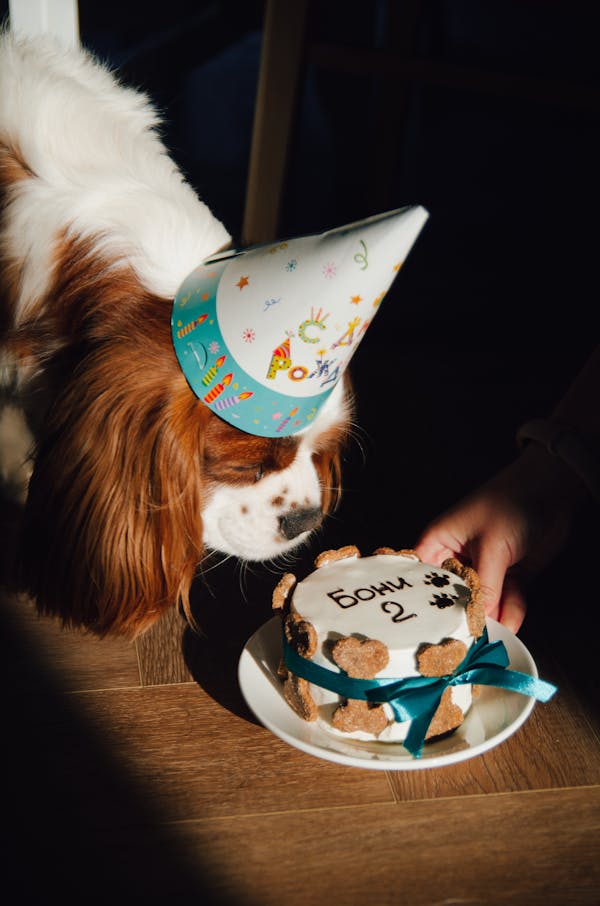 Adorable cavalier king charles spaniel joyfully celebrates his birthday