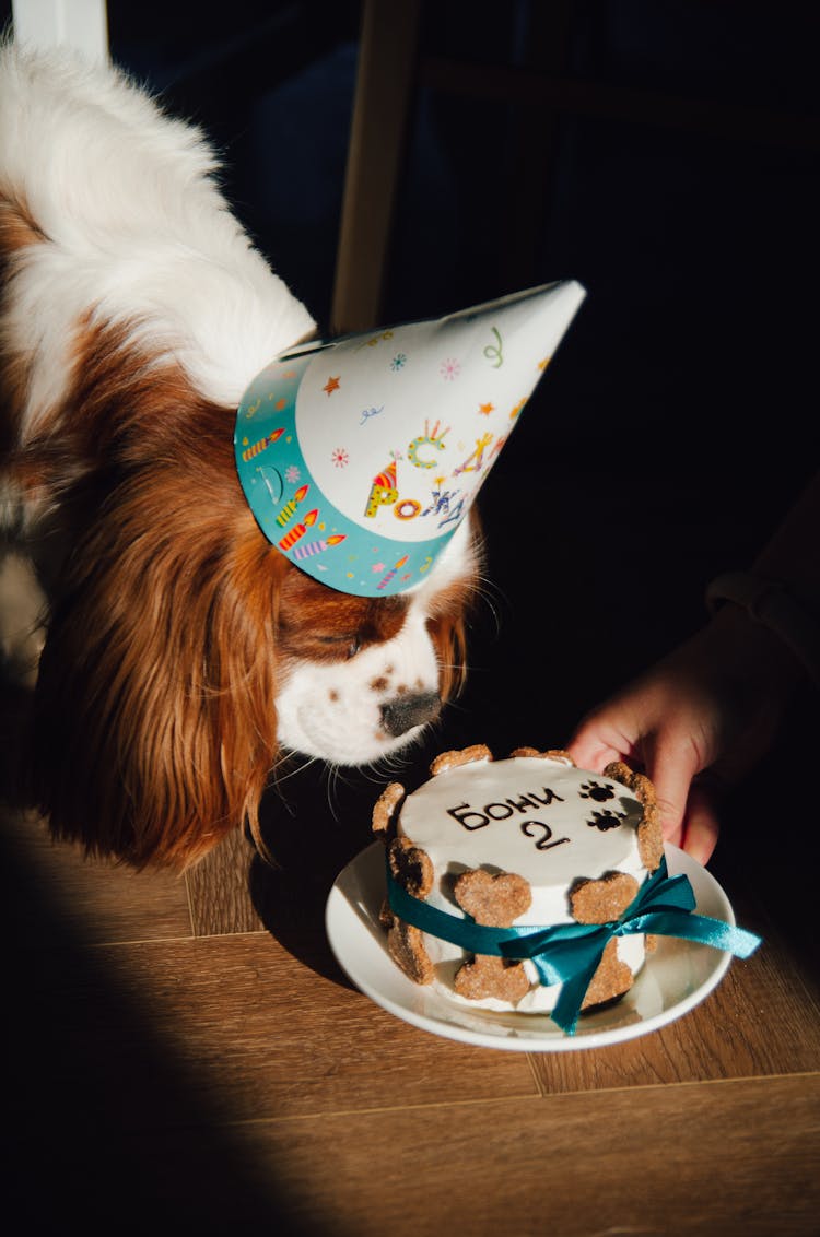 Cavalier King Charles Spaniel Dog Birthday