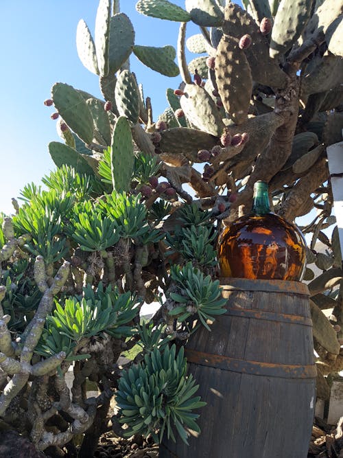 Kostenloses Stock Foto zu kaktus, klarer himmel, nahansicht