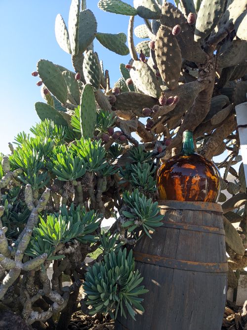Free A sunlit scene of cactus plants with a decorative barrel in Yaiza, Spain, capturing natural beauty. Stock Photo