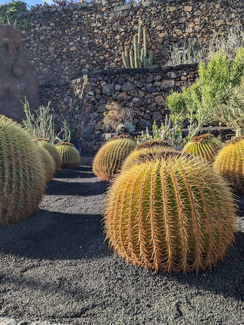 Round Cacti Growing in Sand