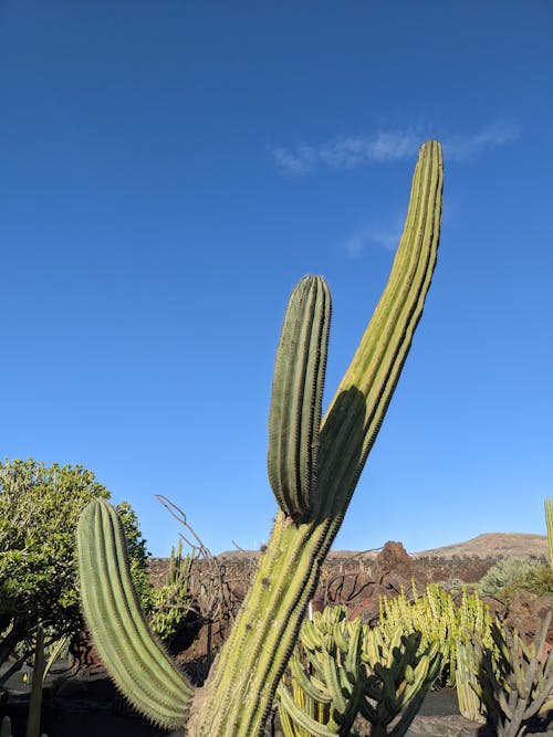 Cacti Growing in Desert