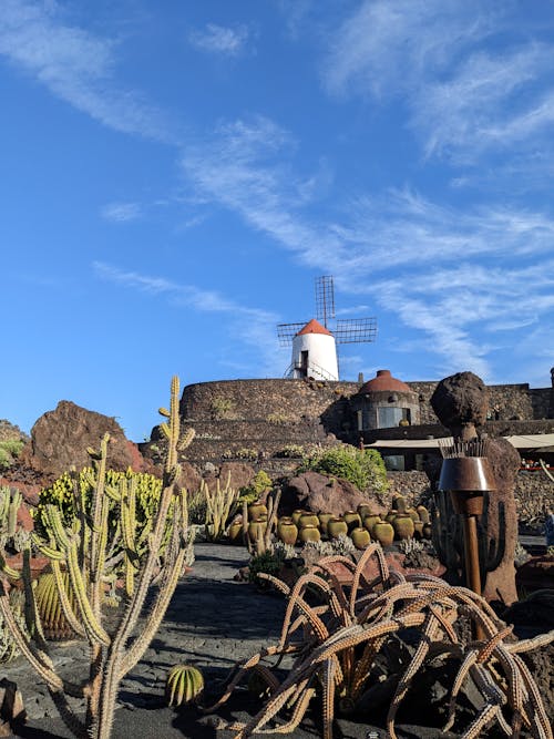 Cactus Plants near Windmill