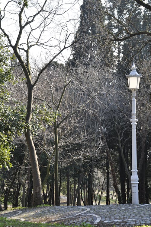 View of a Park in Autumn