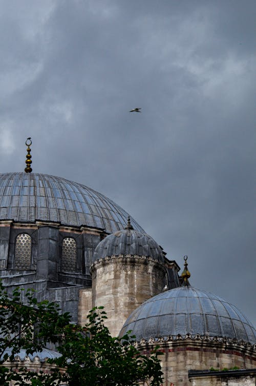 Bird Flying over Mosque in Istanbul