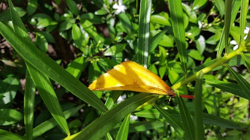 Free Golden Leaf Stock Photo