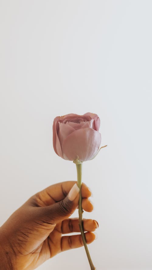 Hand Holding a Pink Rose in White Background 