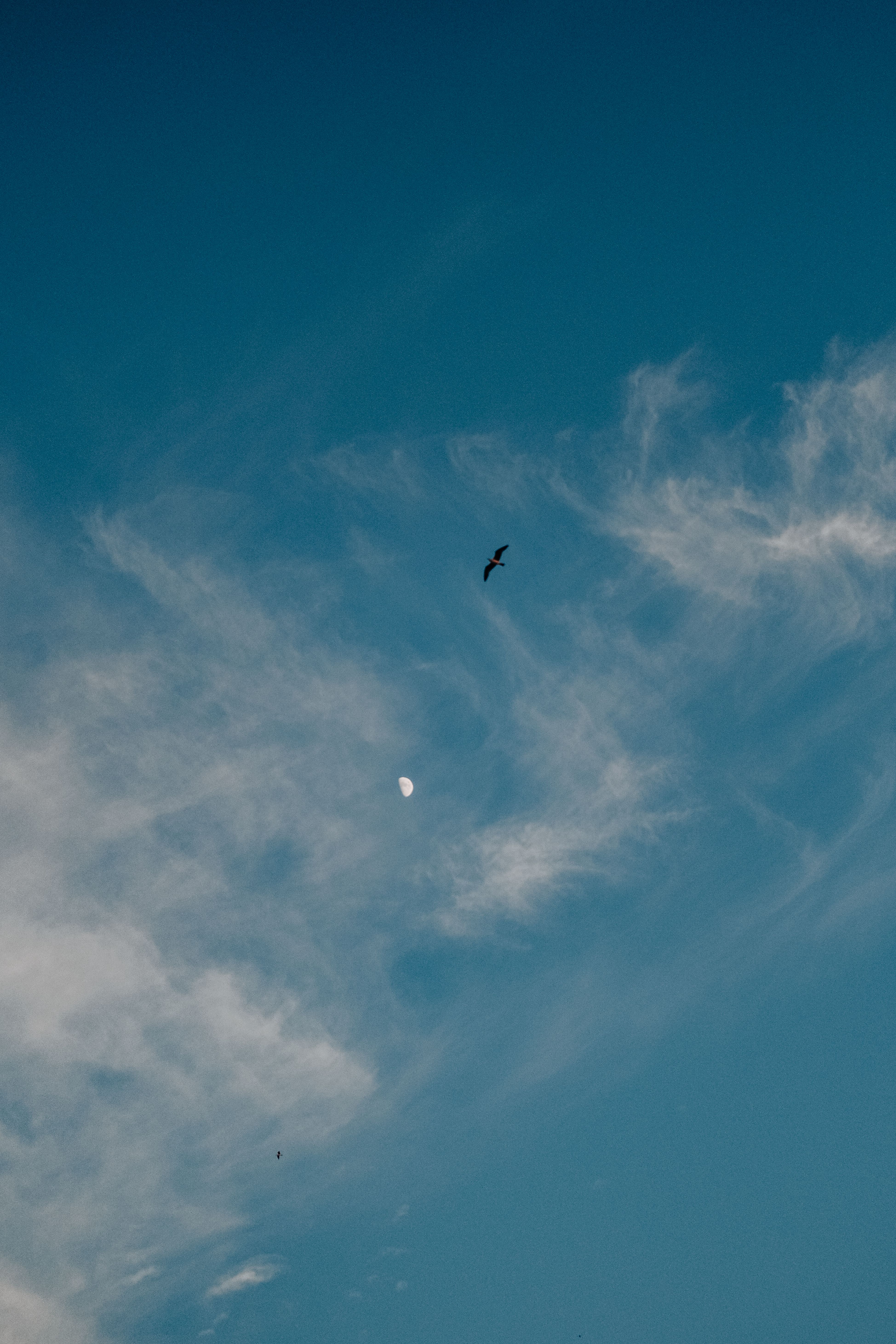 Clouds over Sky with Bird Flying · Free Stock Photo