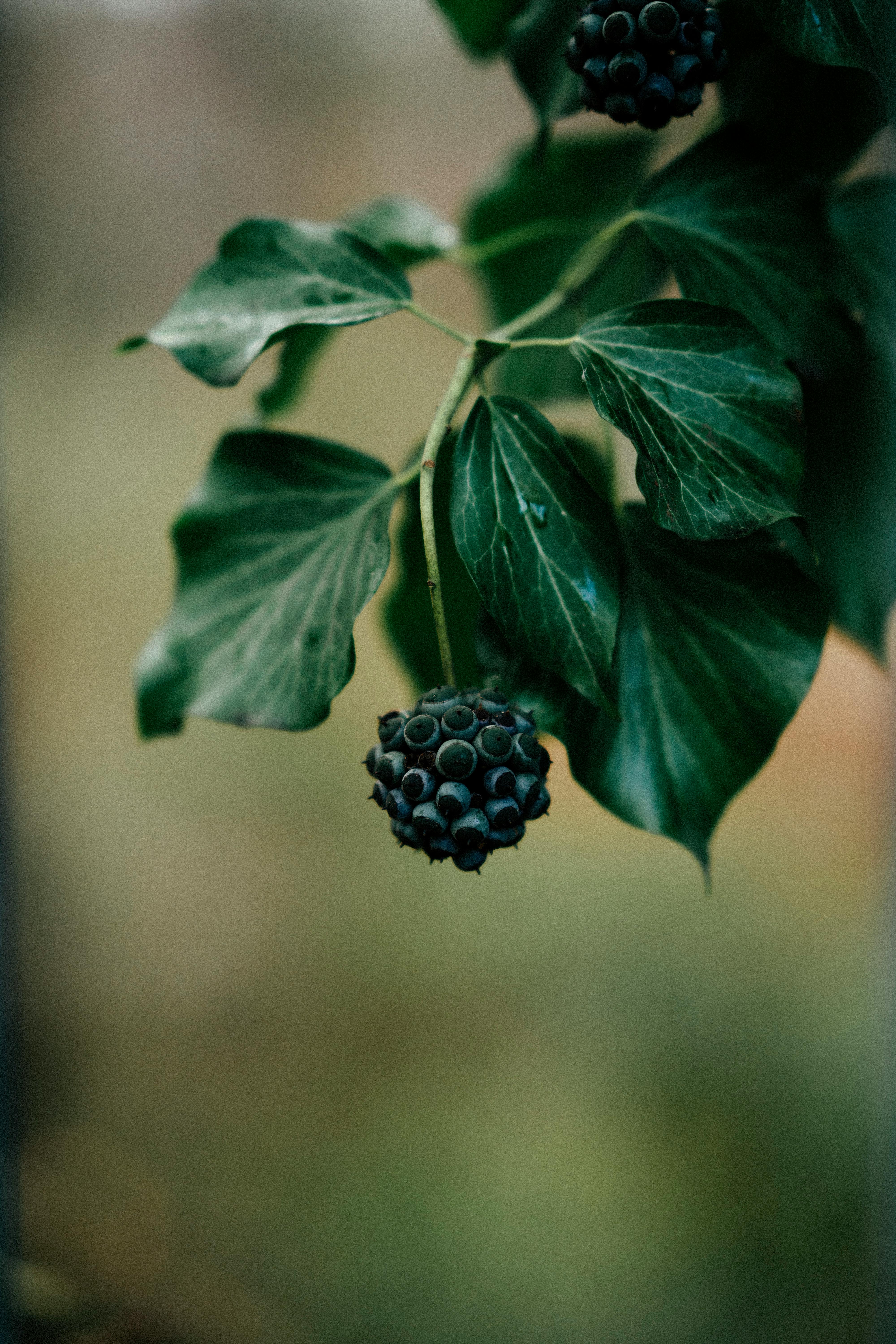Detailed shot of fresh ivy berries with rich green leaves, perfect for nature-themed photography.