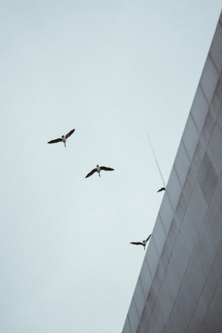 Flock of birds soaring past a modern building with a clear sky backdrop, capturing motion and urban atmosphere.