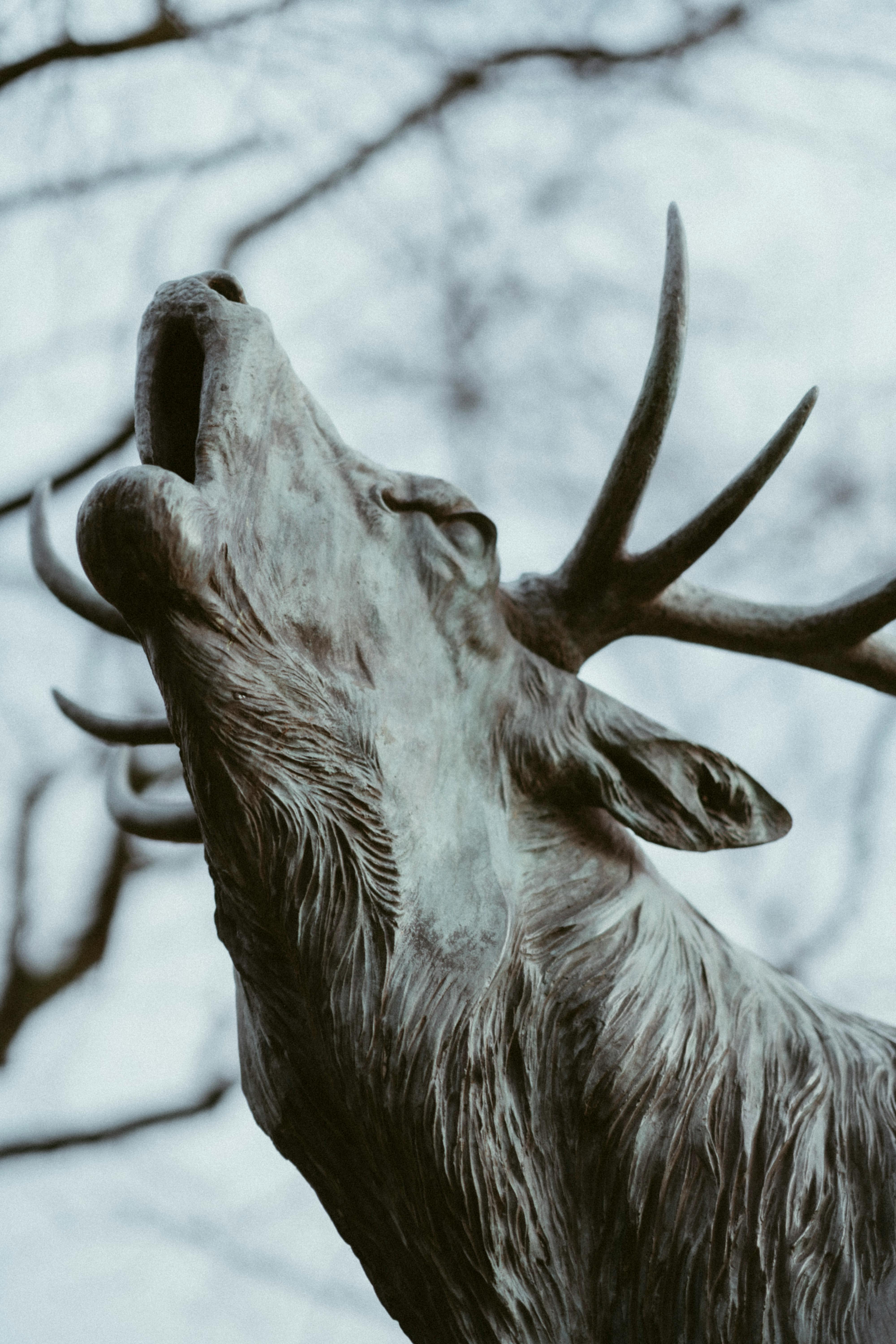 grátis Foto profissional grátis de animais selvagens, animal, antlered Foto profissional