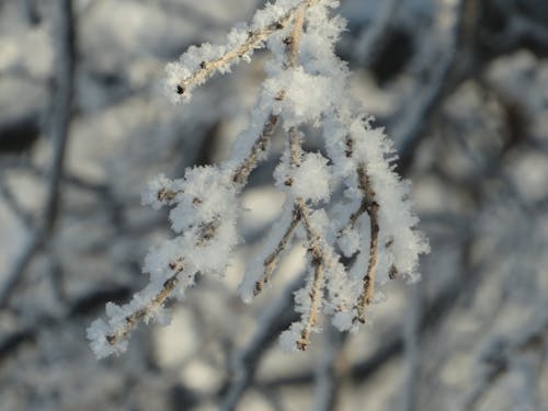 Gratis arkivbilde med canada, frost, hoar frost