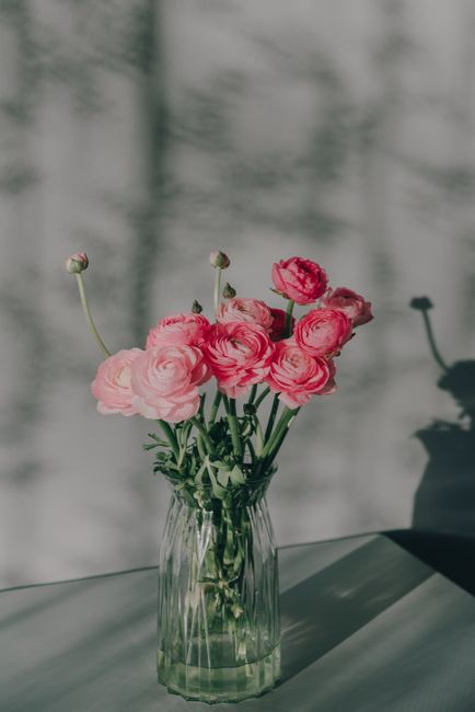 Elegant pink flowers in a glass vase casting beautiful shadows, creating a serene indoor setting.