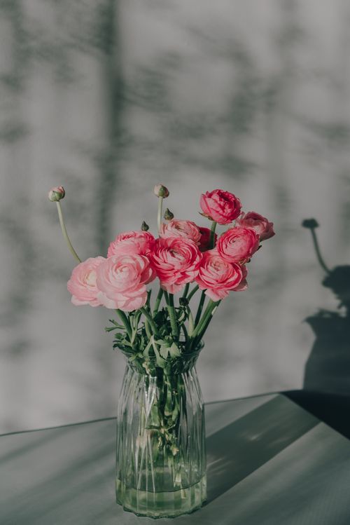 Free Elegant pink flowers in a glass vase casting beautiful shadows, creating a serene indoor setting. Stock Photo