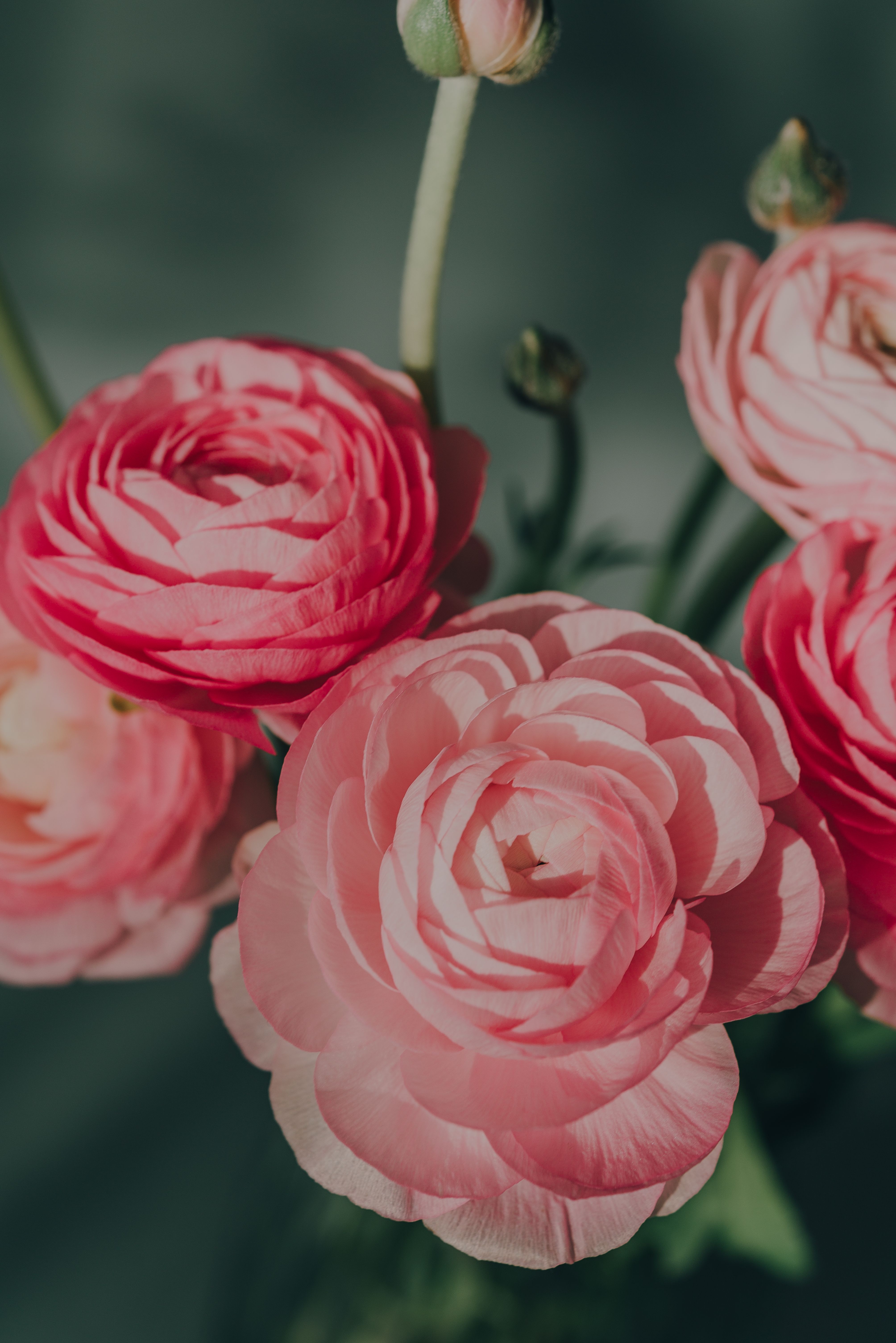 Close Shot of Roses · Free Stock Photo