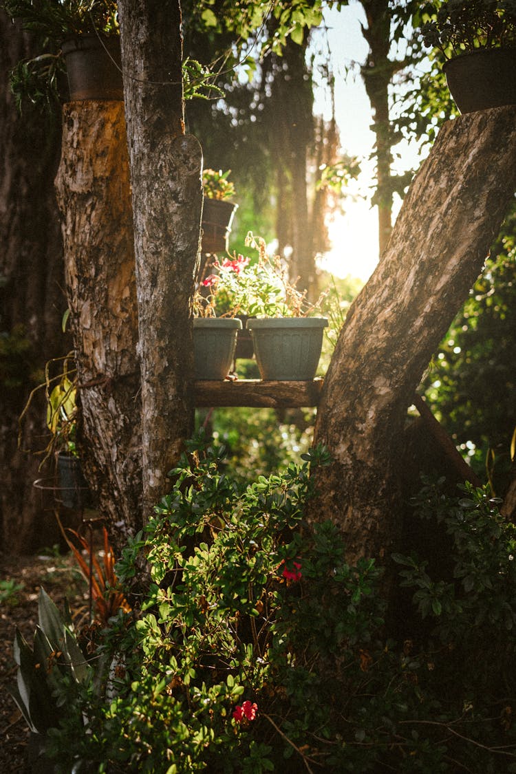 Photo Of Plant Pots On The Shelf Between Trees