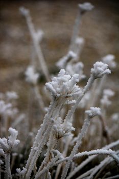 Detailed view of frosty grass stems covered with hoarfrost in a winter landscape.