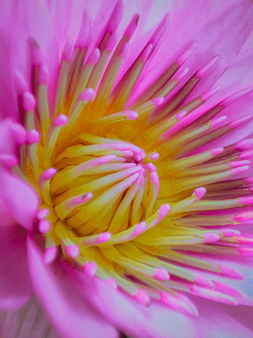 Foto profissional grátis de close up shot, cor-de-rosa, fotografia de flores