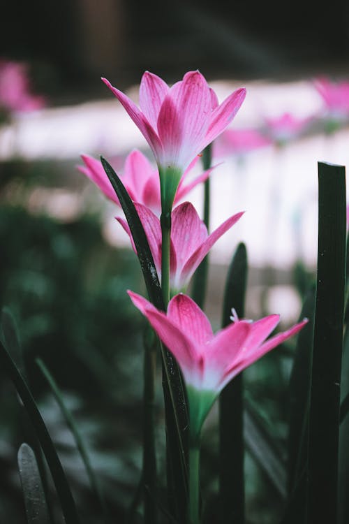 꽃, 분홍색, 수직 쐈어의 무료 스톡 사진