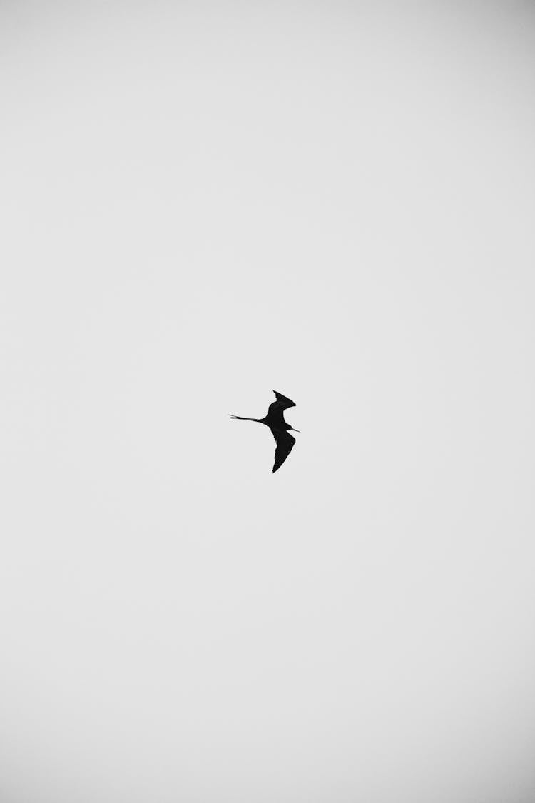 Black And White Shot Of A Bird Flying In The Sky