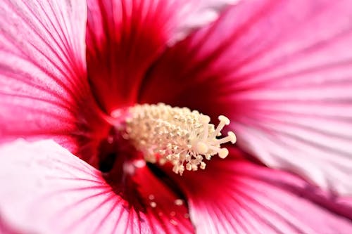 คลังภาพถ่ายฟรี ของ กลีบดอก, กลีบสีชมพู, ชบา