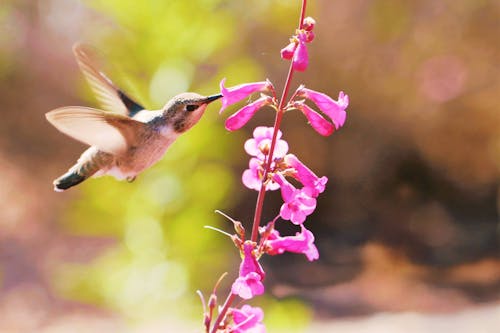 คลังภาพถ่ายฟรี ของ ดอกไม้สีชมพู, นก, นกผึ้ง
