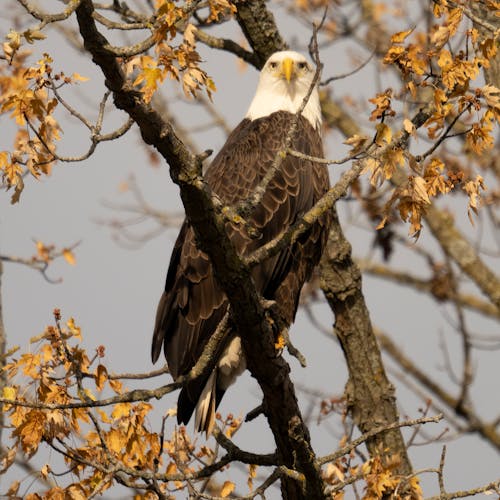 Photos gratuites de aigle, animal, arbre