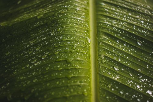 Free Macro shot of dew drops on a green leaf, capturing natural beauty in São Miguel dos Milagres, Brazil. Stock Photo