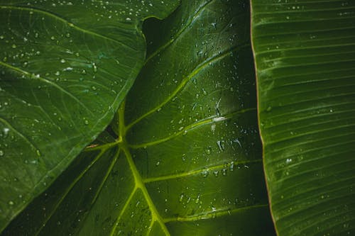 Základová fotografie zdarma na téma déšť, kapky rosy, palma