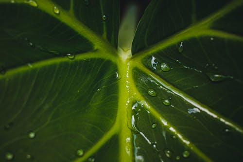 Gratis arkivbilde med blad, botanisk, dråper