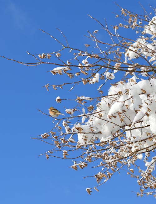 Snow Covering the Branches of a Tree Under Blue Sky
