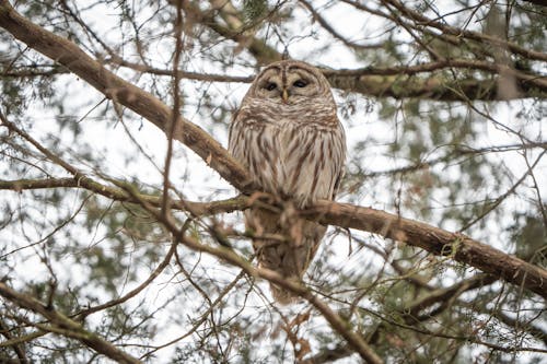 Owl Sitting on Tree Branch
