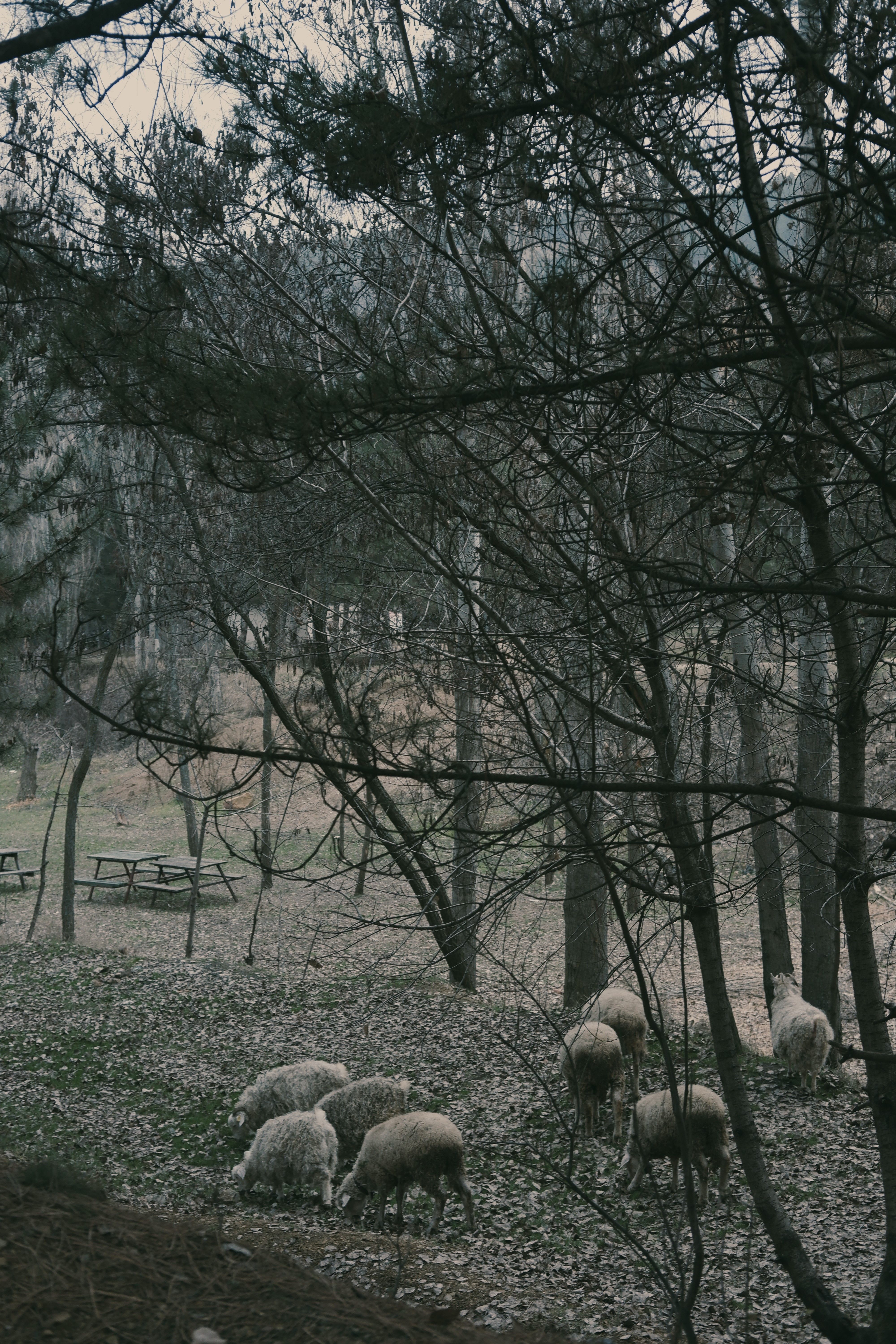 Sheep Grazing in Forest · Free Stock Photo