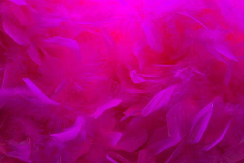 Free stock photo of feathers, pink