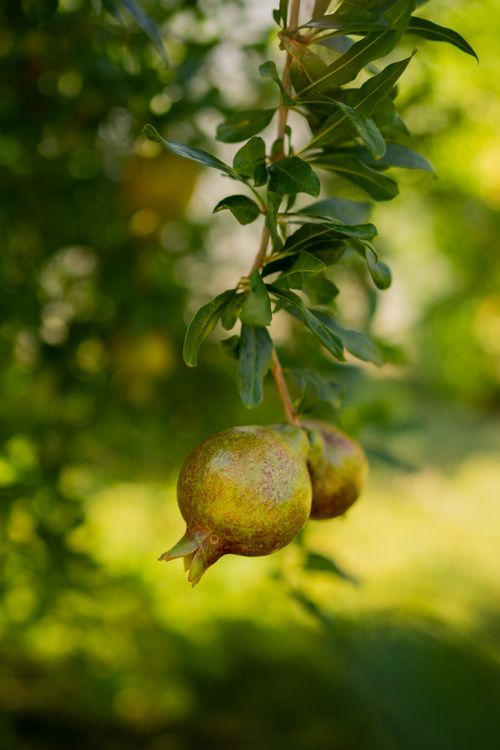Free Close-up shot of unripe pomegranates on a tree branch, showcasing nature's freshness in a sunny garden. Stock Photo