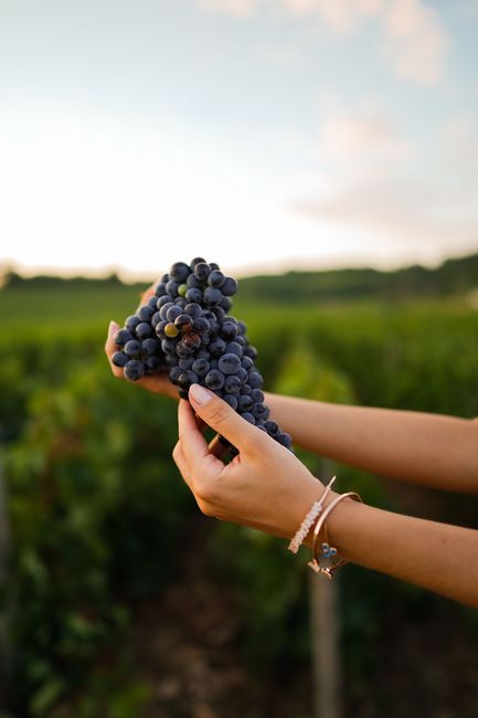 A person holding fresh grapes in a vineyard during the harvest season in Çanakkale, Türkiye.