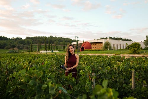 Základová fotografie zdarma na téma dělání vína, dvůr, farma