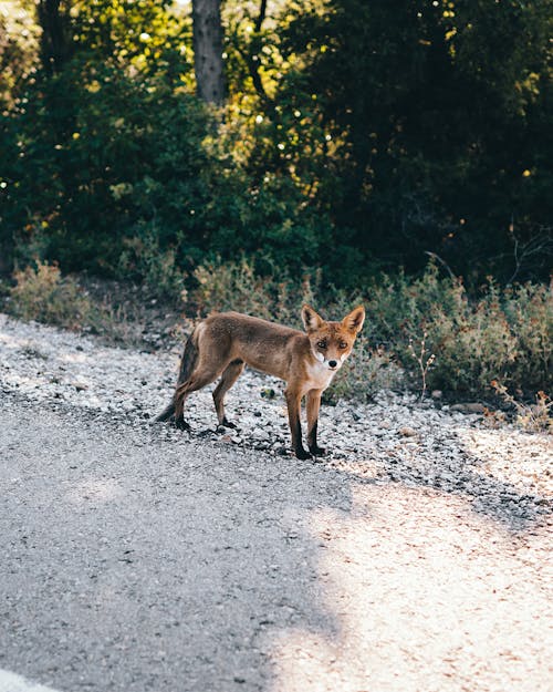 Fox on Gravel Ground