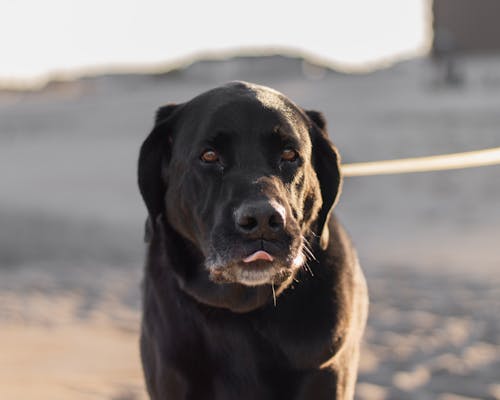 Fotos de stock gratuitas de adorable, animal domestico, canino