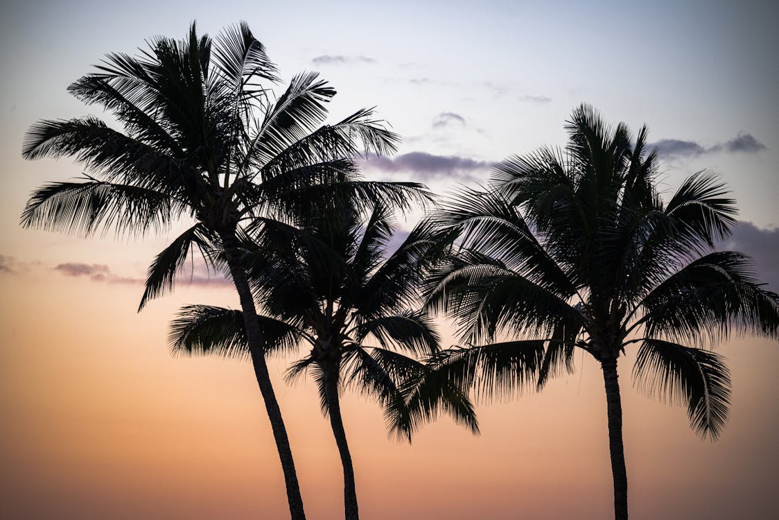 Silhouette of Palm Trees 