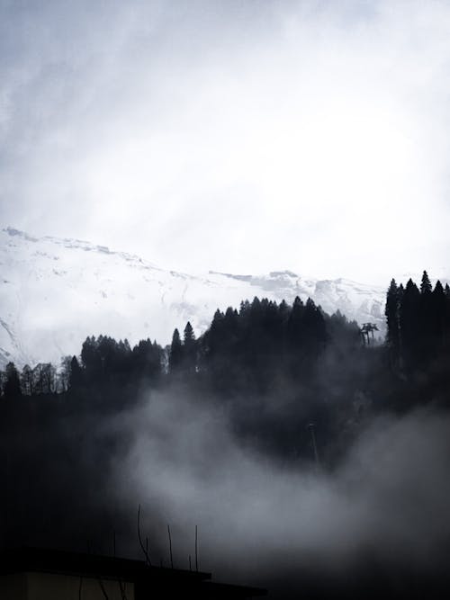 Foto profissional grátis de esqui, floresta, florestas