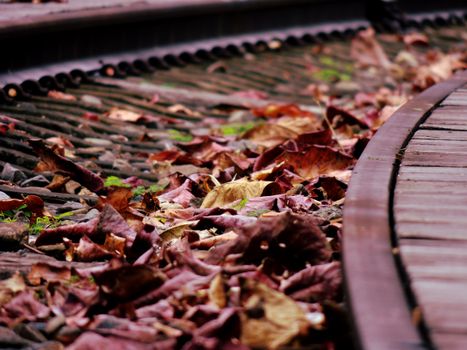 Detailed close-up of autumn leaves scattered on railway tracks in Taitung City, Taiwan.
