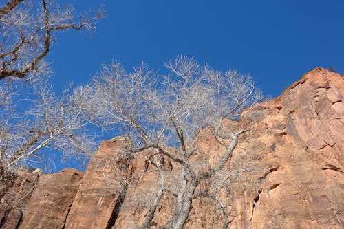 Безкоштовне стокове фото на тему «блакитне небо, геологічна формація, гілки»