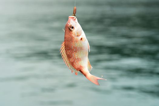 A colorful fish caught on a hook, dangling above a blurred water background.