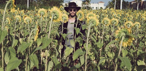 Man Wearing a Black Hat and Sunglasses Standing in a Filed with Sunflowers