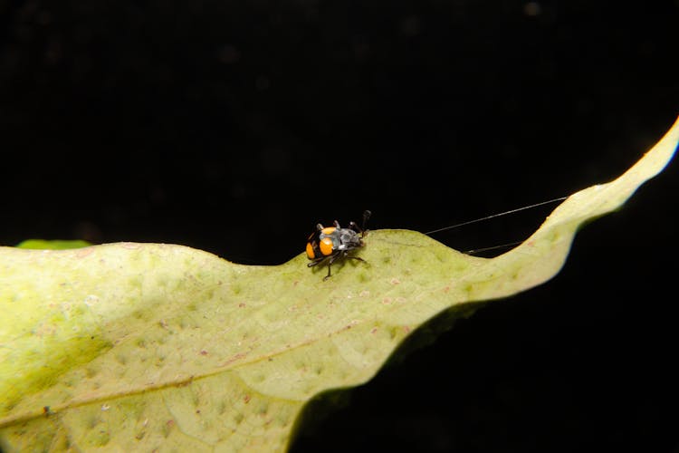 Bug On A Leaf